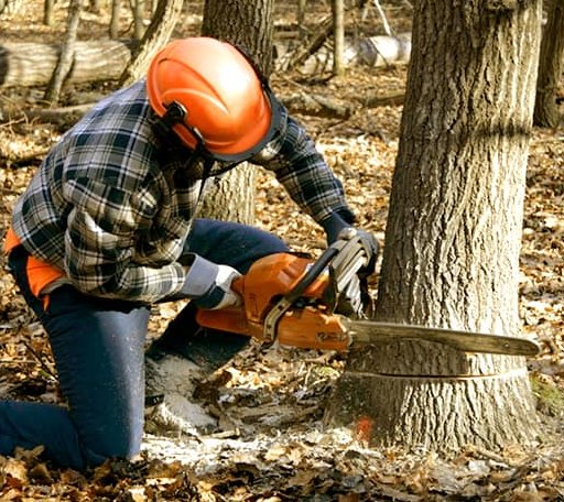 Tree Removal in Rienzi, MS